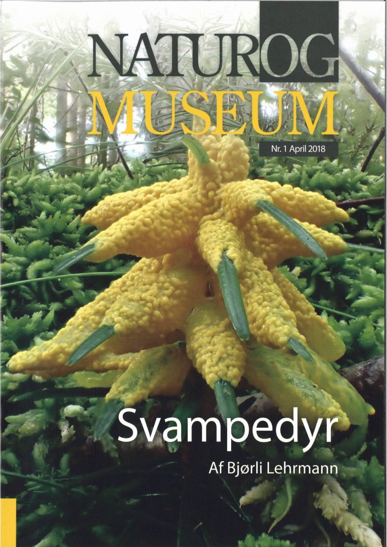 Svampedyr